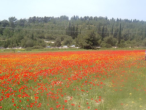 קיבוץ עין השופט