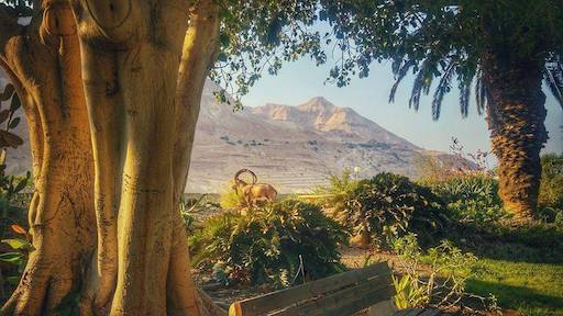 Visit Kibbutz Ein Gedi | Kibbutz Tour in Israel