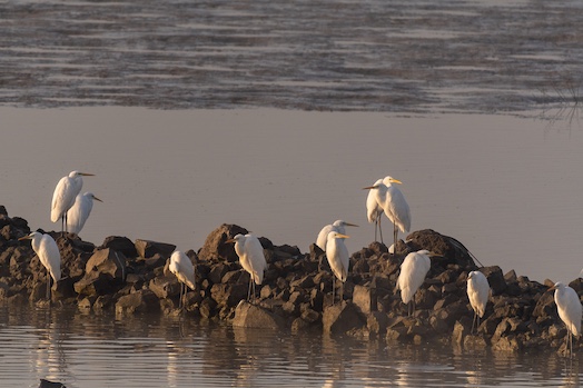 Visit the Jordan Valley Center Birdwatching and Lodge on Kibbutz Kfar Ruppin