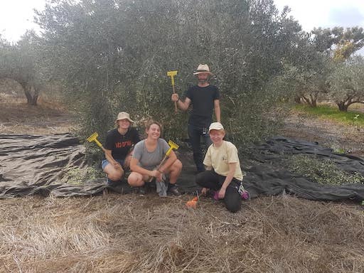 Volunteer on a Kibbutz | Olive Harvest | Kibbutz Gezer