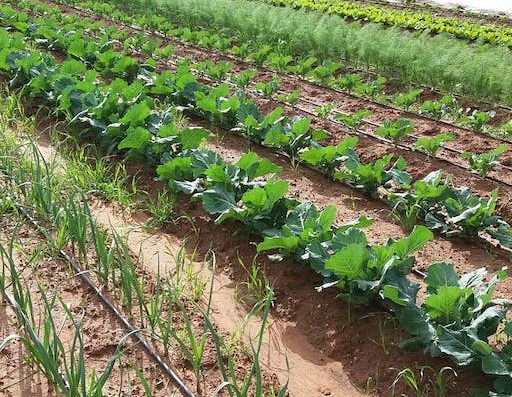 Organic Farm | Kibbutz Hamaapil