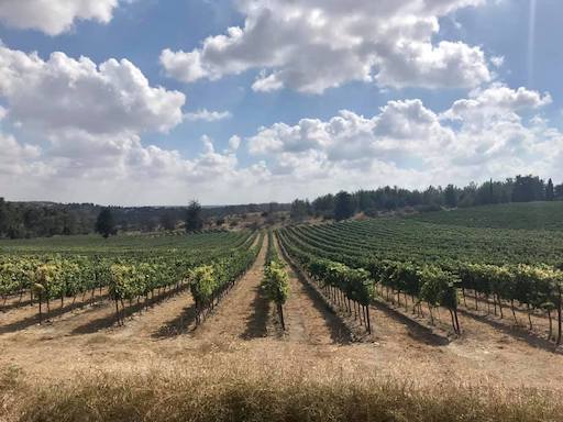 Clos De Gat Winery | Kibbutz Harel