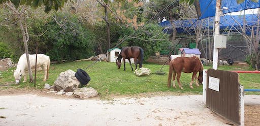 Horseback Riding and Stable | Kibbutz Nachshonim