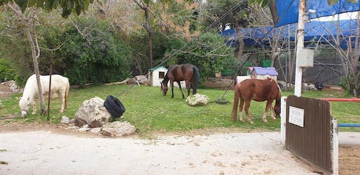 חוות רכיבה | קיבוץ נחשונים