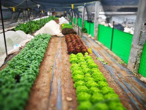 Eitan's Garden | Organic Vegetable Garden and Cafe | Kibbutz Netiv Halamed-He