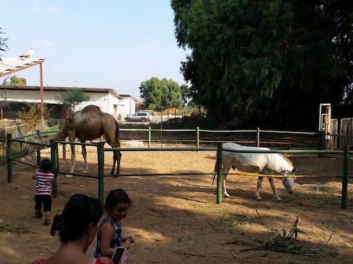 Petting Zoo | Kibbutz Nir Eliyahu