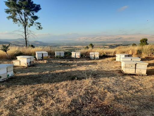 Ayelet Hashahar Apiary - Visit Kibbutz Ayelet Hashahar in Israel