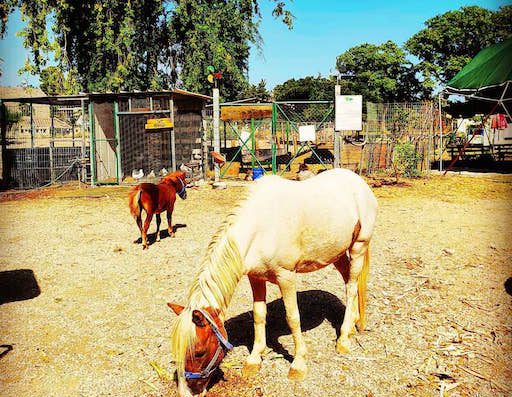 Jungle Fun Petting Zoo - Visit Kibbutz Beit Zera in Israel
