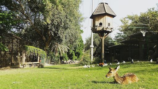 Petting Zoo - Visit Kibbutz Degania Alef in Israel