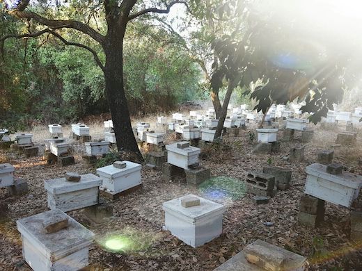 Kibbutz Eilon Apiary