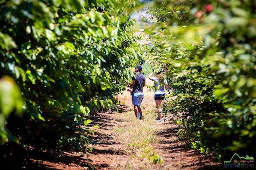 El-Rom Tours - Visit Kibbutz El-Rom in Israel