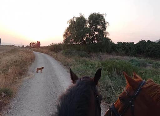 Horseback Riding and Ranch - Visit Kibbutz Heftziba in Israel