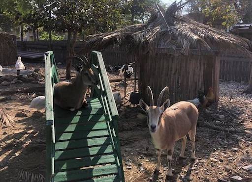 Livestock Farm - Visit Kibbutz Sdot Yam in Israel