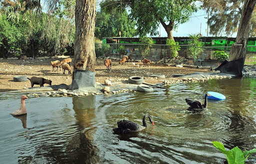 Petting Zoo - Visit Kibbutz Shluhot in Israel