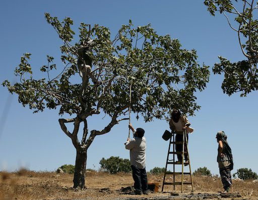 Shepherd's Bag | Gardening Workshops and Local Produce - Visit Kibbutz Tsivon in Israel