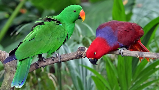 Parrot Farm - Visit Kibbutz Yagur in Israel